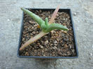 Cheiridopsis umdausensis L.Bolus 1937.