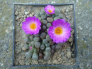 Frithia pulchra N.E.Br .1926.