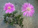 Lampranthus spectabilis (Haw.) N.E.Br.1930.