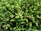 Sedum acre L. 1753.