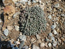 Sedum dasyphyllum L. 1753.