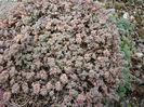 Sedum dasyphyllum  L. 1753.