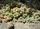 Sedum dasyphyllum L. 1753.