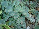 Sedum sieboldii Regel 1856.