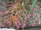 Sedum sieboldii  Regel 1856.