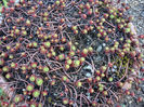 Sedum spurium 'Red Carpet'