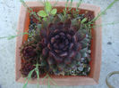 Sempervivum 'Arno'