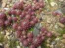 Sempervivum 'Braun Gagel'