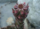 Sempervivum cv. Blue Boy