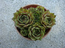 Sempervivum 'Emerald Empress'