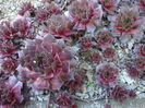 Sempervivum marmoreum Griseb.1843.