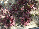 Sempervivum marmoreum Griseb.1843.