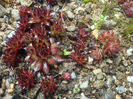 Sempervivum cv. Rubin