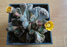 Titanopsis calcarea (Marl.) Schwantes 1926.