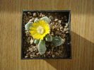 Titanopsis luderitzii Tischer 1987.