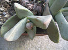 Pleiospilos compactus (Aiton) Schwantes 1927.