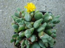 Conophytum bilobum ssp. elishae (NEBr.) SAHammer