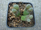 Conophytum caroli Lavis 1933.