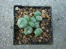 Conophytum minimum (Haw.) N.E.Br.1922.