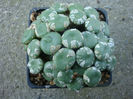 Conophytum ricardianum Losch & Tischler 1935.