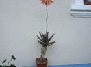 Aloe maculate All. 1773.