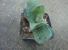 Gasteria glomerata van Jaarsv. 1991.