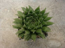 Haworthia arachnoidea (L.) Duval 1809.