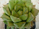 Haworthia cymbiformis (Haw.) Duval 1809.