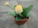 Haemanthus albiflos Jacq. 1797.