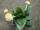 Haemanthus albiflos Jacq.1797.