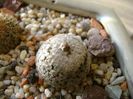 Turbinicarpus valdezianus, MM 96 Tecolotes, Zac., boboci