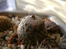 Turbinicarpus valdezianus, MM 96 Tecolotes, Zac., boboci