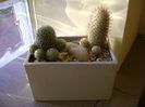 Grup de 2 cactusi