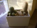 Grup de 2 cactusi