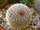 Mammillaria haageana