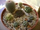 Grup de 8 cactusi