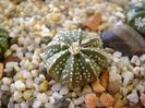 Astrophytum asterias hb.
