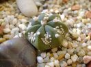 Astrophytum asterias hb.
