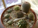 Grup de 8 cactusi