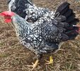 Silver laced leghorns