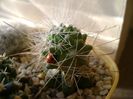 Cochemiea pondii ssp. setispina (altoita)