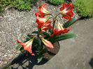 Amaryllis belladonna L.