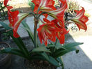 Amaryllis belladonna L.