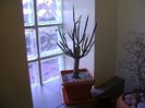 Euphorbia umbellata (Synadenium grantii), frunze noi