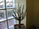 Euphorbia umbellata (Synadenium grantii)