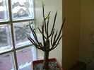 Euphorbia umbellata (Synadenium grantii)