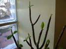 Euphorbia umbellata (Synadenium grantii)