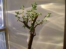 Crassula sarcocaulis
