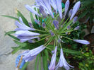 Agapanthus africanus (L.) Hoffmanns 1824.