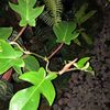 Philodendron  Squamiferum